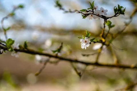 Delicate Spring Blossoms 写真素材