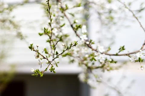 Delicate spring blossoms on thin branch, soft bokeh background with fresh gre Stock Photos