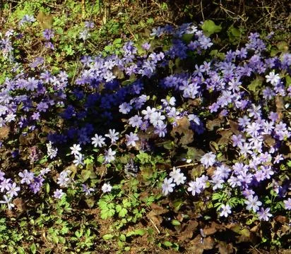 Delicate spring blue flowers of the Hepatica nobilis on a blurry background Stock Photos