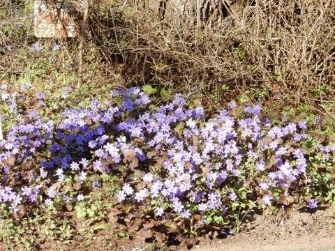 Delicate spring blue flowers of the Hepatica nobilis on a blurry background Stock Photos