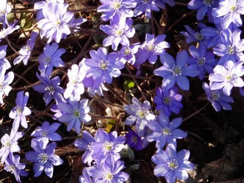 Delicate spring blue flowers of the Hepatica nobilis on a blurry background Foto stock