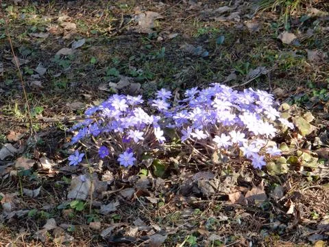 Delicate spring blue flowers of the Hepatica nobilis on a blurry background Stock Photos