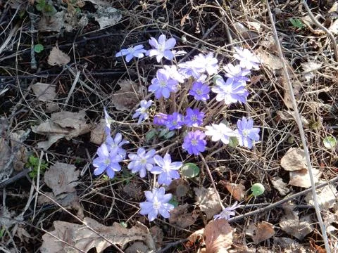Delicate spring blue flowers of the Hepatica nobilis on a blurry background Stock Photos