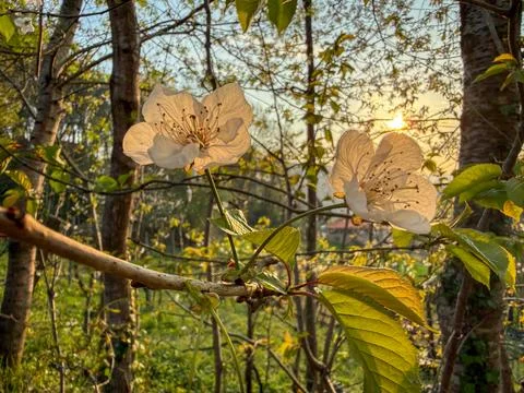 Delicate spring cherry blossoms backlit by golden sunset light in a forest co Stock Photos