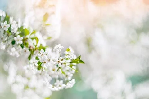 A delicate spring cherry tree in the garden blooms on a blurred background. B Stock Photos