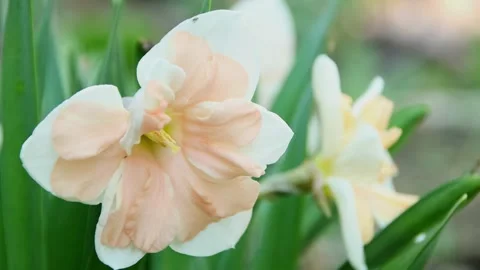 Delicate spring daffodil close-up against the background of bright spring greene Stock Footage 307773661