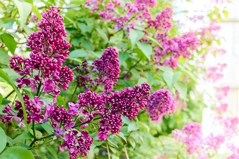 Delicate spring dance of branches of fragrant lilac Stock Photos