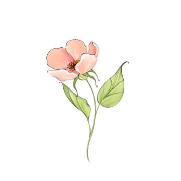 Delicate spring flower isolated on white Stock Illustration