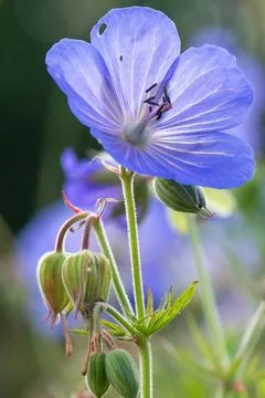 Delicate spring flower Foto stock