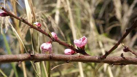 Delicate spring flowers, wild cherries on the branch of a cherry tree. Cherry Stock Footage 70678036