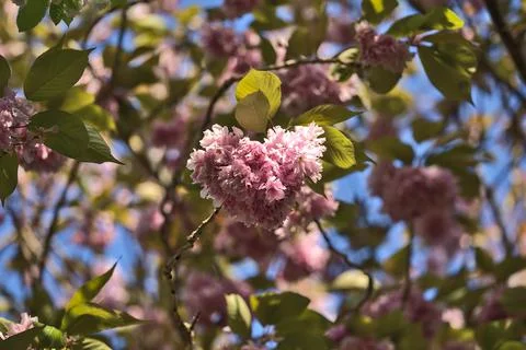 Delicate spring mix of pink cherry blossoms, Herbert Park, Dublin, Ireland Stock Photos