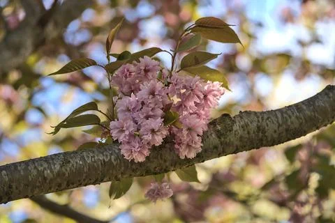Delicate spring mix of pink cherry blossoms, Herbert Park, Dublin, Ireland Stock Photos