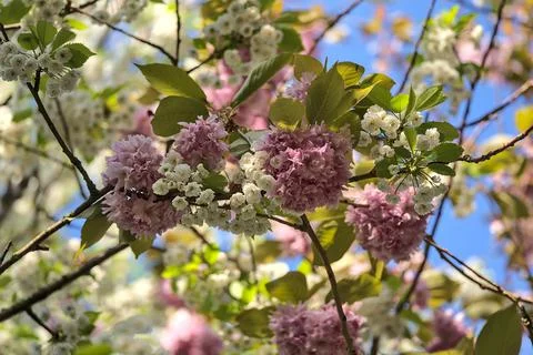 Delicate spring mix of white and pink cherry blossoms, Herbert Park, Dublin Stock Photos