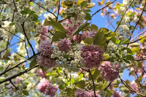 Delicate spring mix of white and pink cherry blossoms, Herbert Park, Dublin Stock Photos