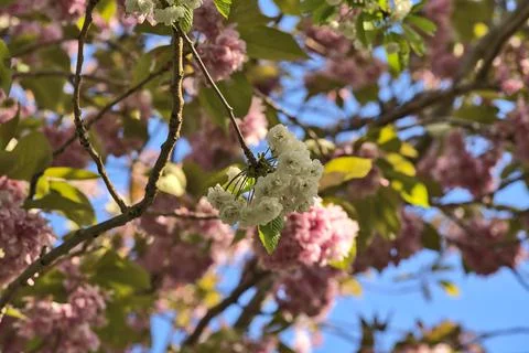Delicate spring mix of white and pink cherry blossoms, Herbert Park, Dublin Stock Photos