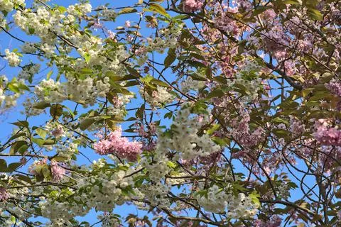 Delicate spring mix of white and pink cherry blossoms, Herbert Park, Dublin Foto stock