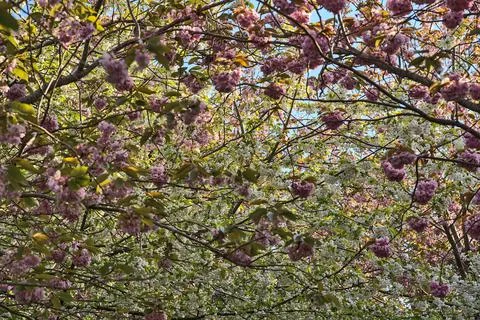 Delicate spring mix of white and pink cherry blossoms, Herbert Park, Dublin Stock Photos