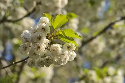 Delicate spring mix of white cherry blossoms, Herbert Park, Dublin, Ireland Stock Photos