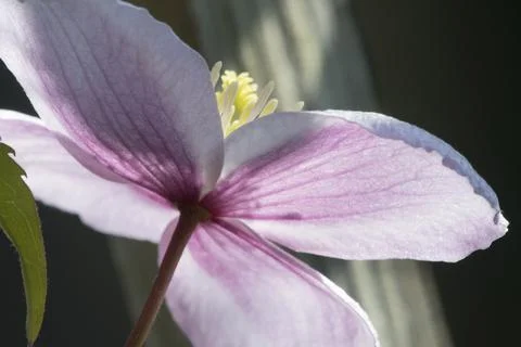 Delicate spring petals Fotos Stock