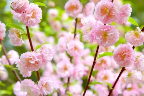 Delicate spring pink background with sakura cherry tree flowers Stock Photos