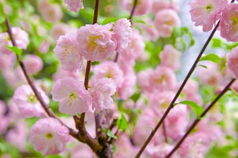 Delicate spring pink background with sakura cherry tree flowers Stock Photos