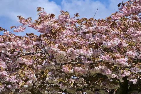 Delicate spring pink cherry (Prunus Shogetsu Oku Miyako) blooming tree Stock Photos