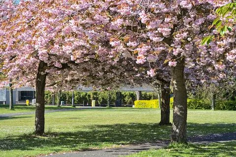 Delicate spring pink cherry (Prunus Shogetsu Oku Miyako) blossom flowering trees Stock Photos