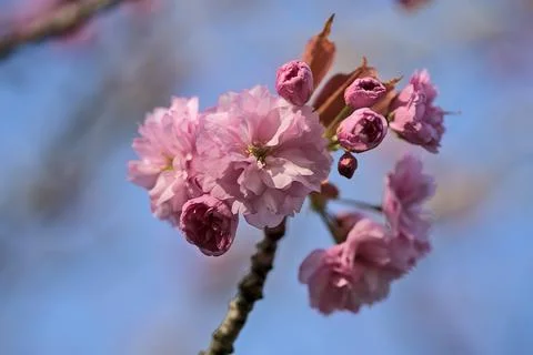 Delicate spring pink cherry (Prunus Shogetsu Oku Miyako) blossom flowering tree Stock Photos