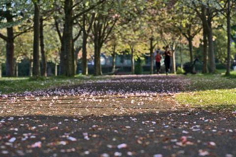 Delicate spring pink cherry tree blossoms, Herbert Park, Dublin, Ireland Stock Photos