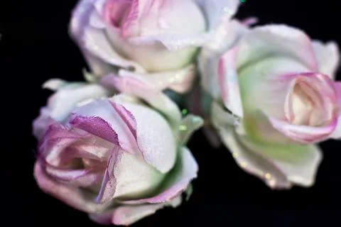 Delicate spring pink roses isolated on a black background. Artificial silk fl Stock Photos