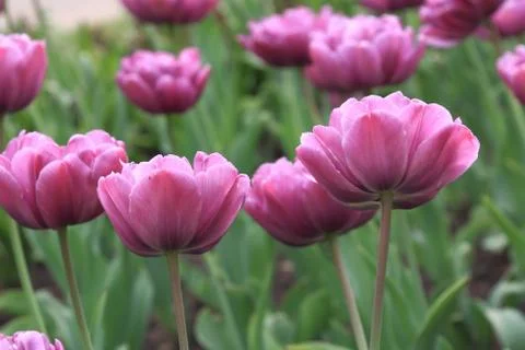 Delicate spring pink tulips on a soft background Stock Photos