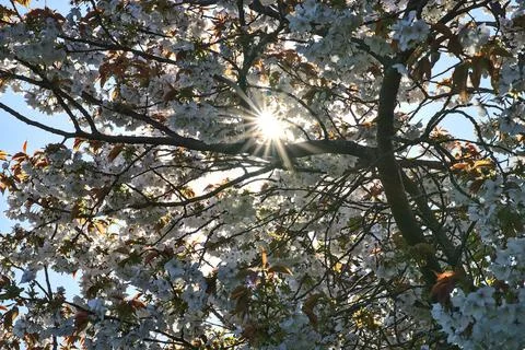 Delicate spring white cherry (Prunus Shogetsu Oku Miyako) bloom and sun flares Stock Photos
