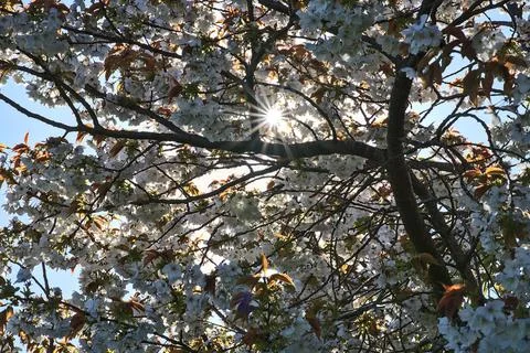 Delicate spring white cherry (Prunus Shogetsu Oku Miyako) bloom and sun flares Stock Photos