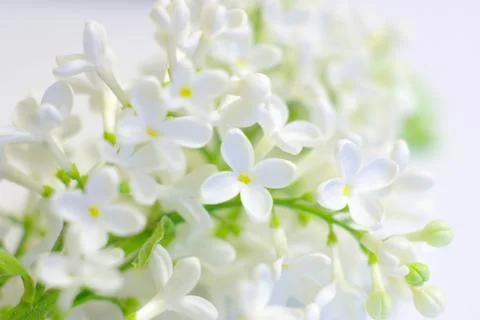 Delicate spring white flower bloom Stock Photos