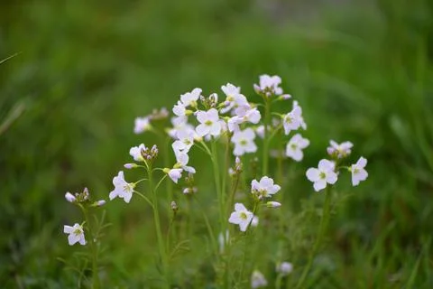 Delicate Spring Wildflowers Stockfoto's