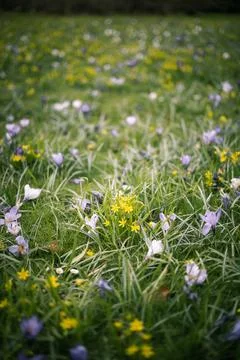 Delicate spring wildflowers Stock-Fotos