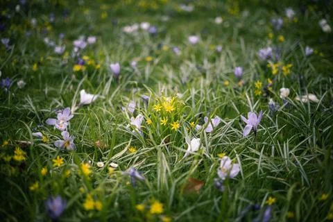 Delicate spring wildflowers Stock-Fotos