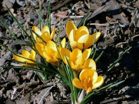 Delicate spring yellow crocuses on a background of earth Stock Photos