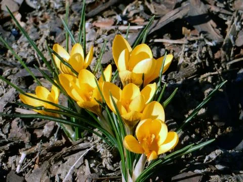 Delicate spring yellow crocuses on a background of earth Foto stock