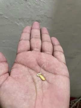 Delicate Sprouted Seed in Hand Stock Photos