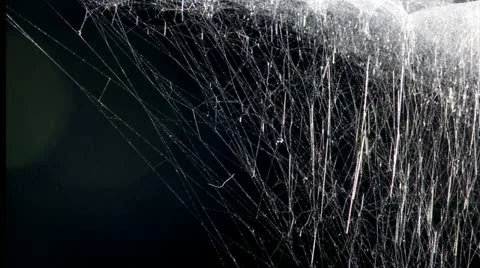 Delicate spun spider web illuminated Stock Footage 20075546