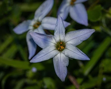 Delicate star-shaped flowers with a subtle blue hue and shimmering pollen c.. Stock Photos