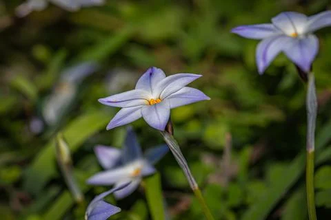 Delicate star-shaped flowers with a subtle blue hue and shimmering pollen c.. Stock Photos