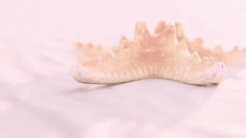 Delicate Starfish Resting on Soft Sandy Shore Under Warm Sunlight Stock Footage 347254998