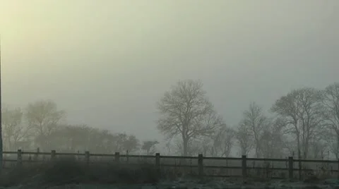 Delicate stark winter trees in freezing fog Stock Footage 14820824