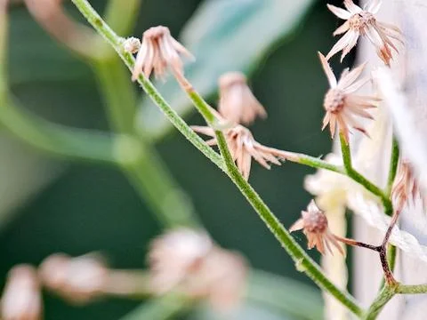 Delicate stem with withered flowers creates a melancholic floral scene agai.. 스톡 사진