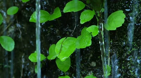 Delicate streamside plants 動画素材 10897531