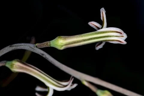 Delicate Succulent Flower Macro Stock Photos