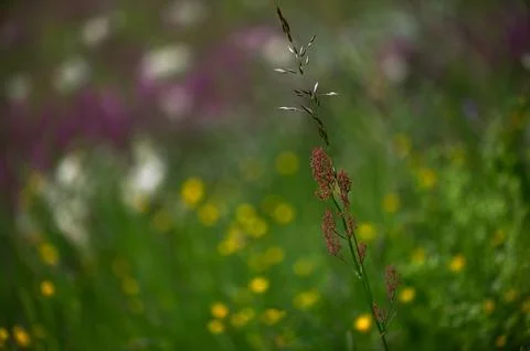 Delicate Summer Contrast Foto stock