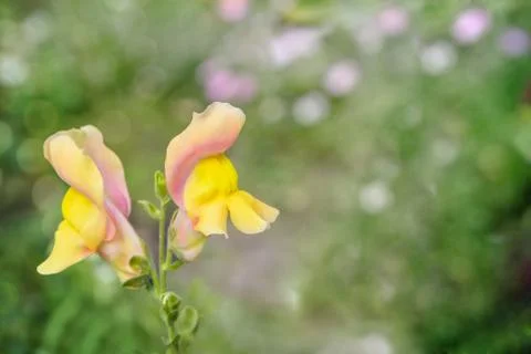 Delicate summer flower Stock Photos
